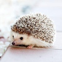 Kevin Pérez (@jmae1125) 's Twitter Profile