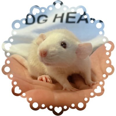 猫🐈ラット🐀ハムスター🐹うさぎ🐇モモンガ💘デグー🐭レオパ🦎モルモット✨お魚🐠カニ🦀多頭飼育しています( •ॢᴗ•ॢ⋈)✨書ききれないのでお迎え日は消しました。ペットアカウントの方はフォロバします♪