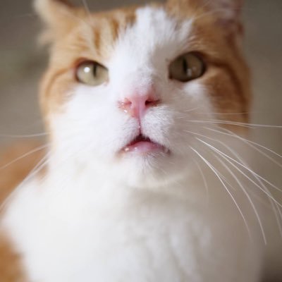 catasteriismi's profile picture. spork? like the ship?