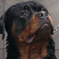 DigbyDixson (@lokdwncell1) 's Twitter Profile