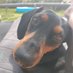 Bommel de Bommel (@boemmelbaer) Twitter profile photo Bommel de Bommel (@boemmelbaer) Twitter profile photo