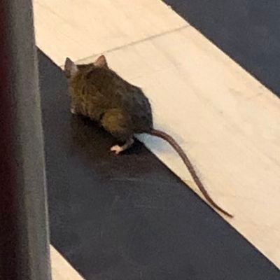 Ich bin die Lounge-Maus. 🐁 Mit meiner #BC100 reise ich gerne von #FF nach #AH. Meine Lieblingsspeise ist die Käsestulle. 🧀 TM: Team Maus
/maus: Lounge-Maus 🐭