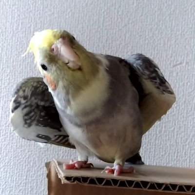 じゅんじゅんの存在が日々の活力🥰
オカメインコこゆき🐥(21.12月生ノーマル♂/23.10月🌈)
#福山潤 #声優 #アニメ #ラジオ #福山潤キョウトニイケズ #福蒼 #ラジベース #おのはな #ひとりらじお #のぶおやつ #牙狼 #JOJO #MAYSONsPARTY #TheStreetSliders