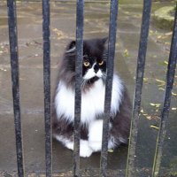 TheGateKeeper(@TheGateCat) 's Twitter Profile Photo