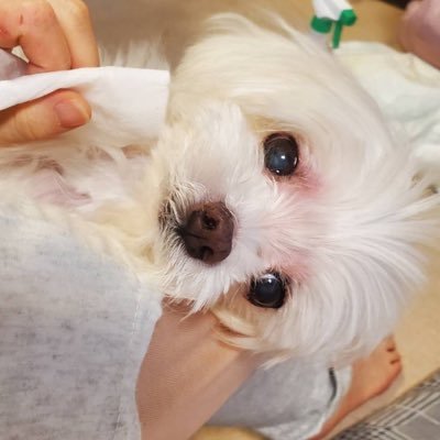 Maru200612's profile picture. 2008年6月12日生(14歳7ヶ月)。マルチーズの男の子・ぽにょです。2022年6月~ 気胸(片肺の一部分が潰れている) と心臓左変位、ステージB2～Cの三尖弁・僧帽弁閉鎖不全症、気管虚脱と診断。2022年11月24日🌈。これからもずっと一緒だよ。 ※同じ病気で苦しんでいる🐶ちゃんの為に、過去ツイ残しておきます。