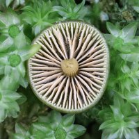 Fungus Quest (@fungusquest) Twitter profile photo