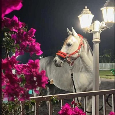 rooze93's profile picture. ﴿وَلَسَوْفَ يُعْطِيكَ رَبُّكَ فَتَرْضَىٰ﴾