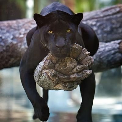 Agnoria999's profile picture. 