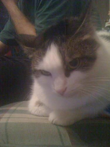 DavidtheHeald's profile picture. Just a regular free thinking, liberty loving, hip hop and punk rock bumping cool dude. i love pizza, economics, history, pro wrestling and my cats.