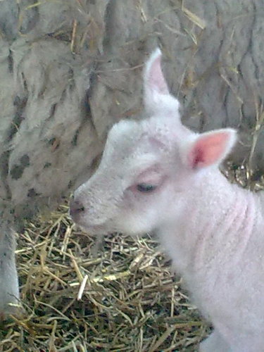 mforganics's profile picture. traditional family farm producing the most delicious organic lamb and Native reared Highland Beef and Jacob Lamb