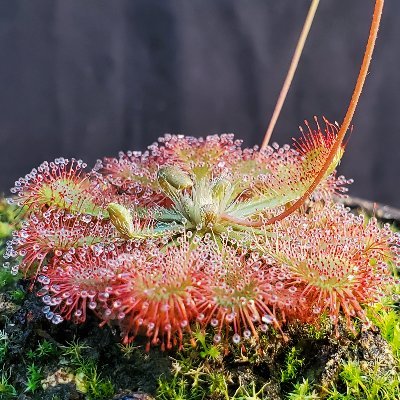 Carnivorous plants are my obsession!