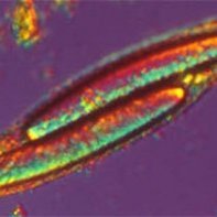Angert Lab (@angertlab) 's Twitter Profile