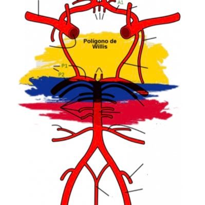 No buscamos seguidores sino Aliados en la lucha contra el Ataque Cerebrovascular ACV en Colombia 🇨🇴 Nuestro sueño la Red ACV Colombia