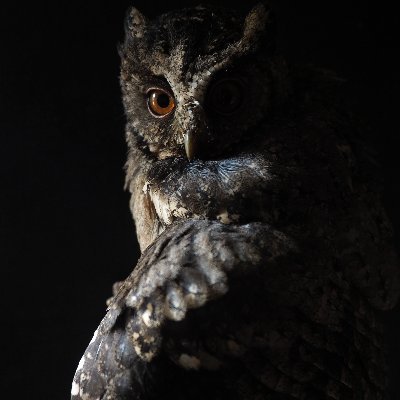 an_owl_mind's profile picture. A lone cartographer charting the dissipative, far-from-equilibrium realms toward Hyperborea.