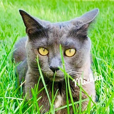 Mindful Russian Blue Mix loving outdoors, eating fish 🐠 and playing with mouse 🐭 toy #catmemes