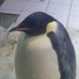 ぺんぐWing (@penguin_econ) Twitter profile photo ぺんぐWing (@penguin_econ) Twitter profile photo