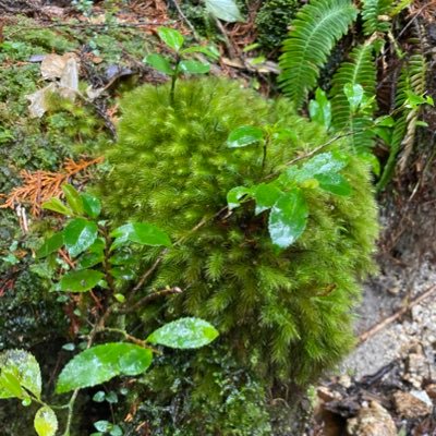 これは良い苔です。