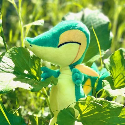 ツタージャ🌱さんのプロフィール画像