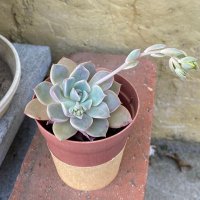 ゆるるをうむ (@yururuwoumu) Twitter profile photo