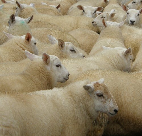 Independent consultant specialising in sheep and upland farming. Nsch2011. Managing a crazy big project developing a model for regenerative farming in Wales