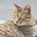 BradNya🐱📷 (@hiwilliamsmith) Twitter profile photo BradNya🐱📷 (@hiwilliamsmith) Twitter profile photo