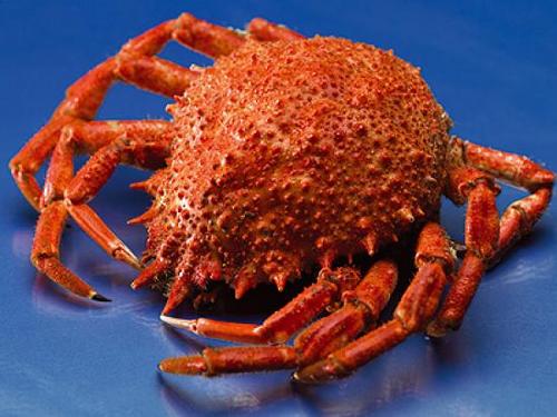 centollo's profile picture. 