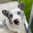 Twitter result for Corgi Classics from Corgi_actual