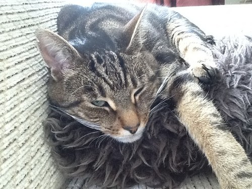 succatAFC's profile picture. 