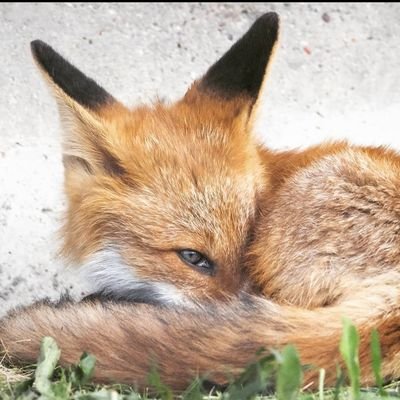 FoxySomnia Profile Picture