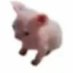 Ramtax (@ramtax_1) Twitter profile photo Ramtax (@ramtax_1) Twitter profile photo