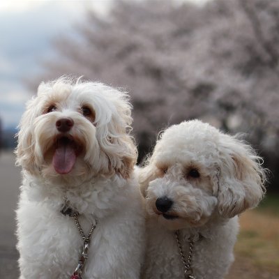 オーストラリアンラブラドゥードル
リーファ ♀ 2018.3.13 Miniature
メイプル ♀ 2020.9.5 Miniature
ひめはるの里
Australian Labradoodle Leafa & Maple
ワカイイ・オモシロ画像をお届け。癒されて笑顔に!気に入ったらRT・フォローお願いします。