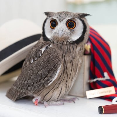 キミがいるから頑張れる!!日々の癒される姿を、みなさんと共有したい🦉🤍アフリカオオコノハズクの男の子、ミュゲ(Muguet)の様子を載せていきます🪶 Parents' homeアキフクさん🏡 Birthday 5/13🍀 Adoptaversary 7/4💍 同居人Haru✍️