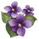 Violetsmart's profile picture. We love #violets. Everything about them. Blue violets, roses with violets, african violets, poems about violets... #africanviolets #blueviolets