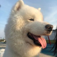 SietoFujii (@sietofujii) 's Twitter Profile