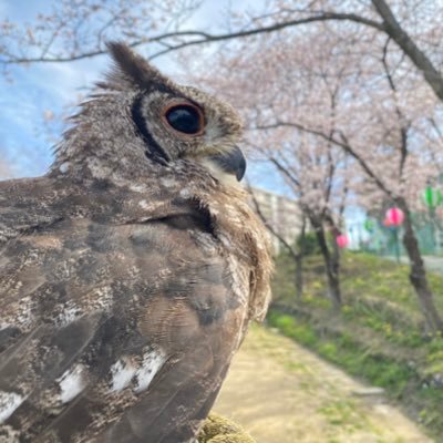 アビシニアンワシミミズクのアビィです🦉 2020.12.23生 2021.11.14お迎え