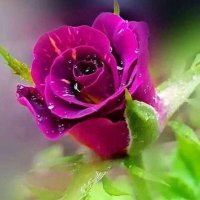 نوره (@norh1c) 's Twitter Profile Photo