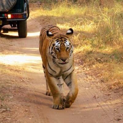 Travel Organiser based in Nashik,
WILDLIFE Safaris to TADOBA, KANHA, PENCH, BANDHAVGAD, RANTHAMBHORE, Leisure tours to ANDAMAN, SriLanka, Bhutan, BALI