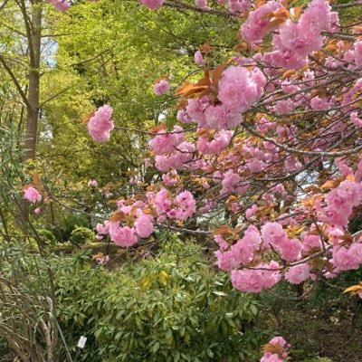 オニアザミも咲かないコンクリート街から、夫のふるさと京丹後にかえりました。京丹後を楽しくサバイブしていきたいです。