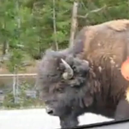 Shape-Shifting BisoN