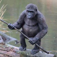 Grog Vaughan (@grogvaughan) Twitter profile photo