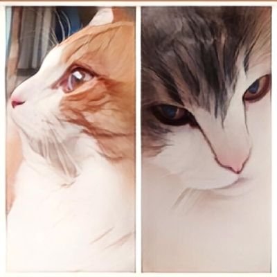 金の猫kochaさんのプロフィール画像