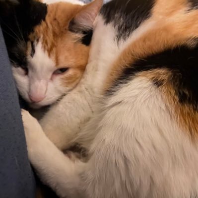 SatansBimbo666's profile picture. Hella dumb. Jungkook, Seungmin (skz), and Yunho biased.