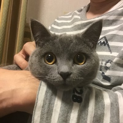 🐈‍⬛と🎹と囲碁〜として2022.5 に再起動…Twitterは有益な情報もあったり 他愛もないお話しも楽しいのですが どうやら可処分時間を大幅に費消して体調を崩しました。🐈 ※Twitter中毒気味なのでinは火木土の週3日に限定して 山積🗻した📚に挑むことにいたします（ﾎﾝﾄﾆ ｿﾝﾅｺﾄ ﾃﾞｷﾙﾉｶ）