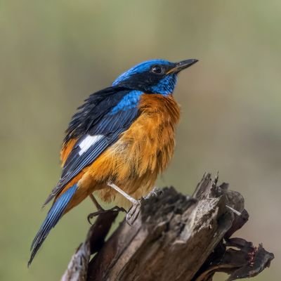 Amateur bird watcher and photographer