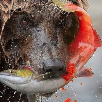 lamas29's profile picture. 