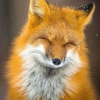 Noriadoreme1's profile picture. I'm a little fox that draws that's also insane