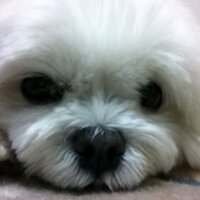 ぱーちゃま (@pachama) 's Twitter Profile