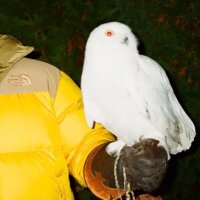SYRIA (@icexnek) 's Twitter Profile