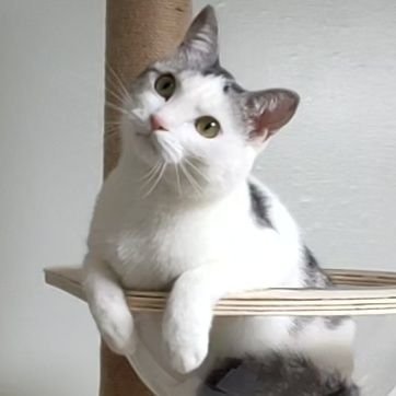 PIRo_gt's profile picture. 坂本真綾さんとK-POPと猫が好きです。
ずぼらだけど、真綾さんに関してだけは頑張ってSNS活用していきます！
ネッコはテン君2018年8月生まれです。