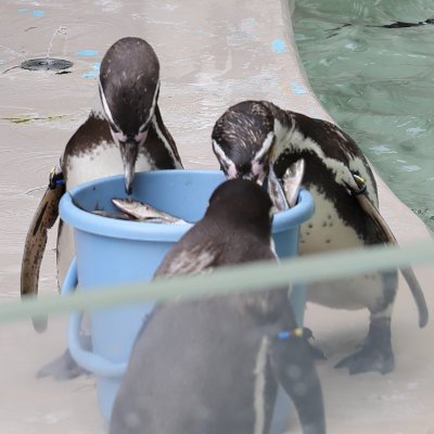 papan_came's profile picture. スチール撮影も動体撮影も大好きで、撮影ジャンルは雑食
こっちのアカウントは人物メイン、人物以外は@papan_ph
まだまだ修行中の身ですが、お声がけいただければ喜んで飛んでいきます。
満足できる写真を撮影するための優先順位は
被写体＞構成力＞タイミング＞機材

いつか心から満足する写真を撮ってみたい